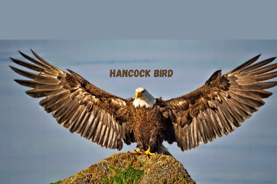 type of bird hancock